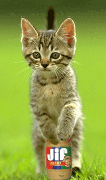 http://gnomi.myhp24.de/bilder/katze.gif