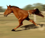 http://gnomi.myhp24.de/bilder/pferd.gif